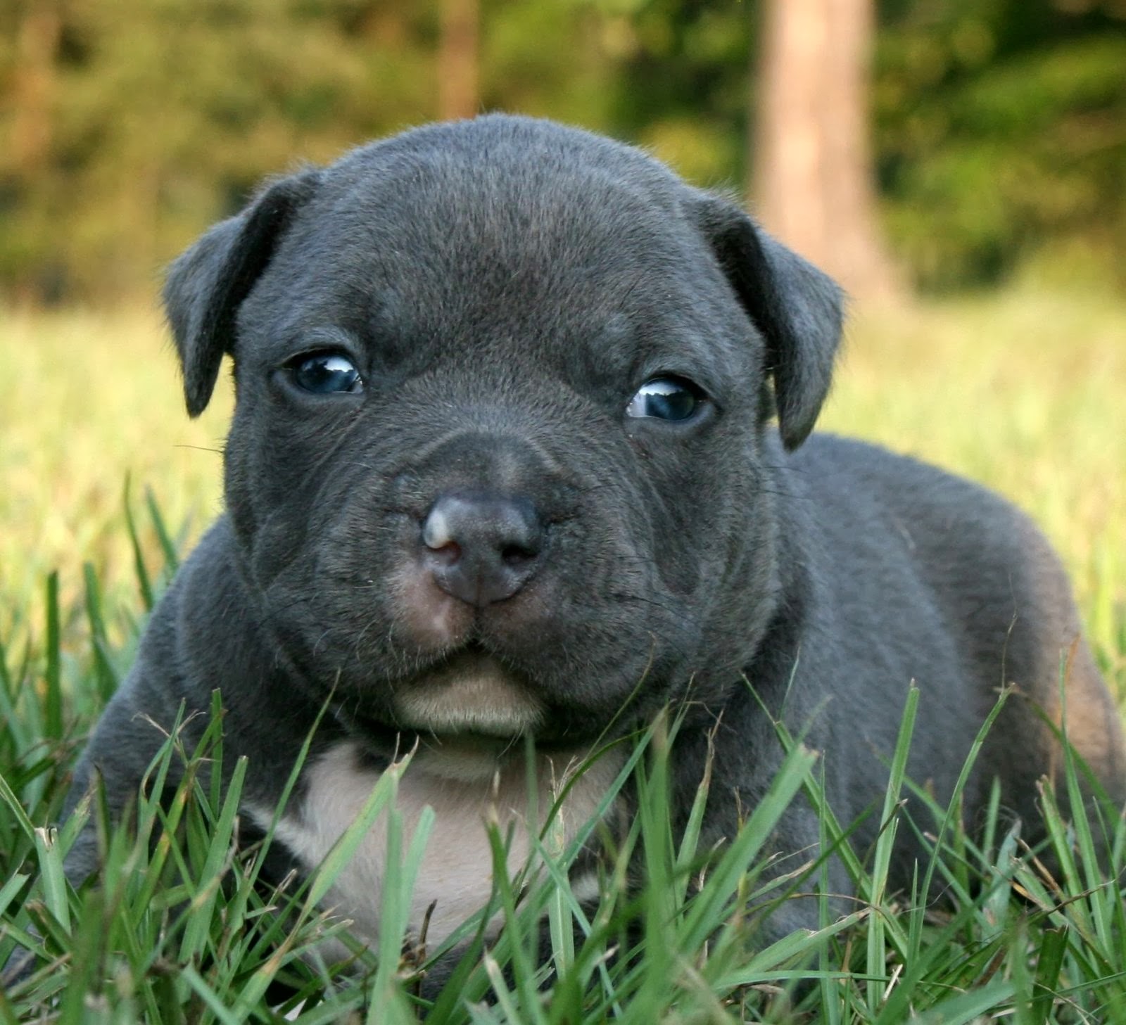 Pitbull Puppies Wallpaper - keywords HERE